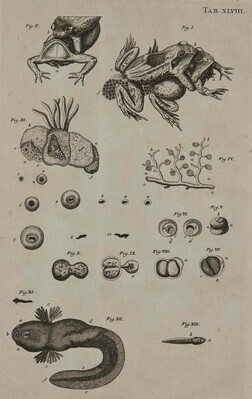 14219
          <br/>
          Biblia Naturae; sive Historia Insectorum, in classes certas redacta nec non exemplis,
et anatomico variorum animalculorum examine, aeneisque tabulis illustrata; etc.
          <br/>
          <em></em>